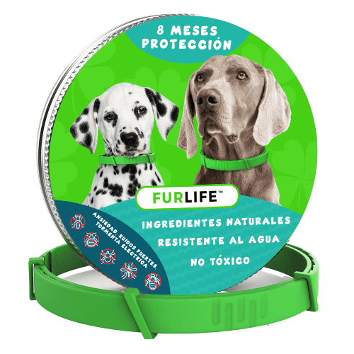 DOG COLLAR SPANISH 1